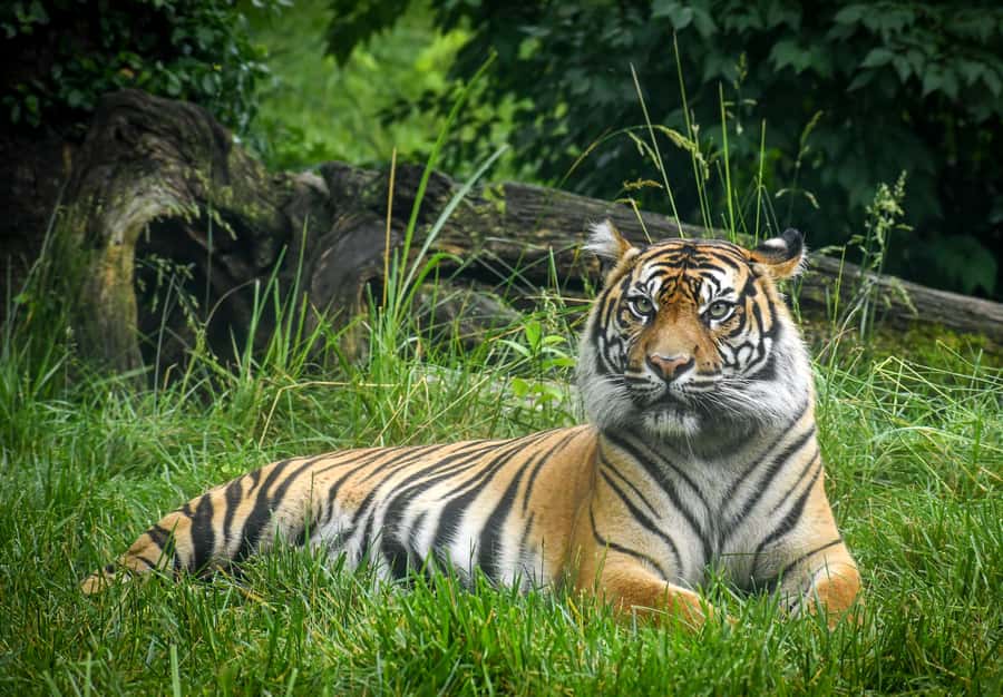 Nashville Zoo: Any-Day Admission Ticket - Key Things to Know Before You Go