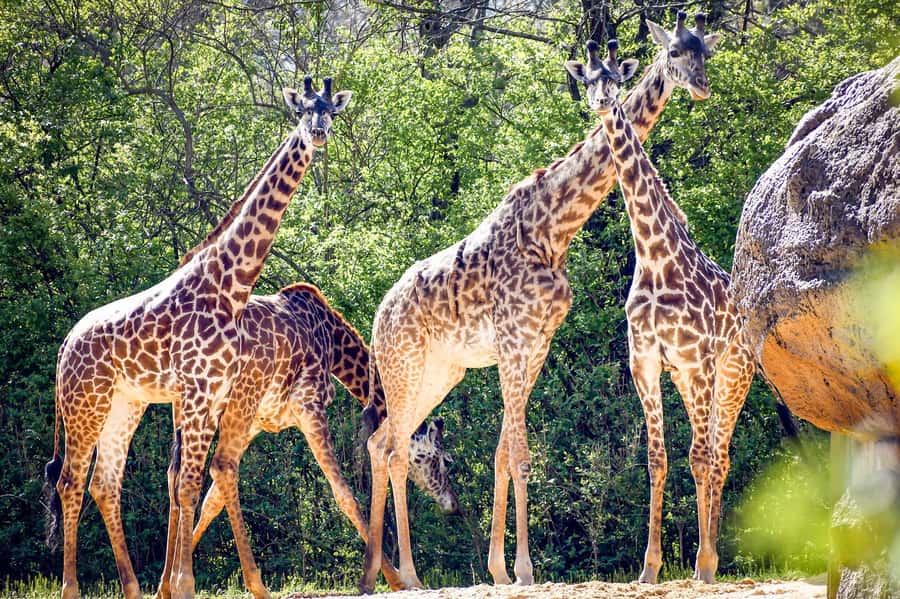 Nashville Zoo: Any-Day Admission Ticket - Who This Ticket Fits Best
