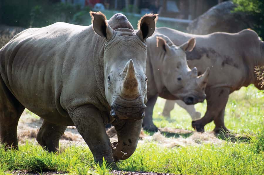 Nashville Zoo: Any-Day Admission Ticket - Any-Day Admission: The Real Benefit Is Flexibility