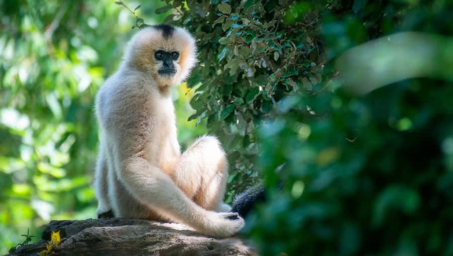 Nashville Zoo: Any-Day Admission Ticket - Shows and Keeper Talks: The Part That Makes It Feel Alive